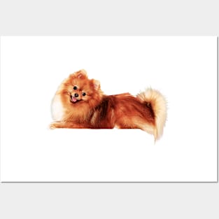 Precious Pomeranian Posters and Art